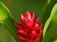 Junge Scharlachrote Ingwerblüte - Praslin